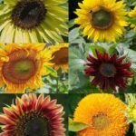 Cosecha la alegría del sol: Cómo plantar y cuidar un girasol