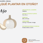 Cosecha otoñal: qué plantar en la huerta en esta temporada