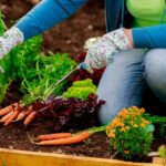 Cosecha papas frescas en casa: Siembra sin semillas