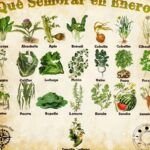 Cosecha tu propia coliflor: Guía para plantar en el huerto