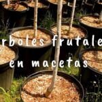 Cosecha tu propia manzana: Cómo sembrar un manzano en maceta