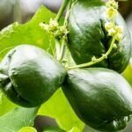 Cosecha tu propia pasión: aprende cómo plantar fruta de la pasión