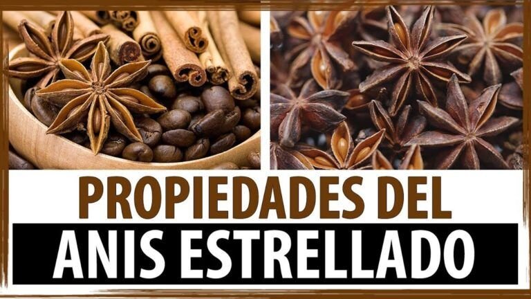 cosecha tu propio anis estrellado aprende a sembrar sus semillas
