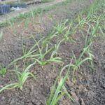 Cosecha tus propias cebollas de verdeo sin semilla: guía práctica