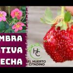 Cosecha tus propias fresas: Aprende a sembrarlas con la fruta