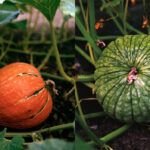Cosecha tus propias naranjas: aprende a sembrar un árbol