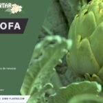 Cosecha y almacenamiento de alcachofas: Guía completa