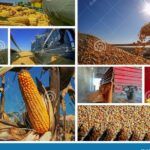 Cosecha y almacenamiento de maíz dulce: todo lo que necesitas saber