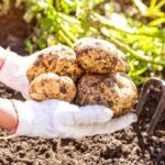 Cosecha y almacenamiento de patatas: todo lo que necesitas saber