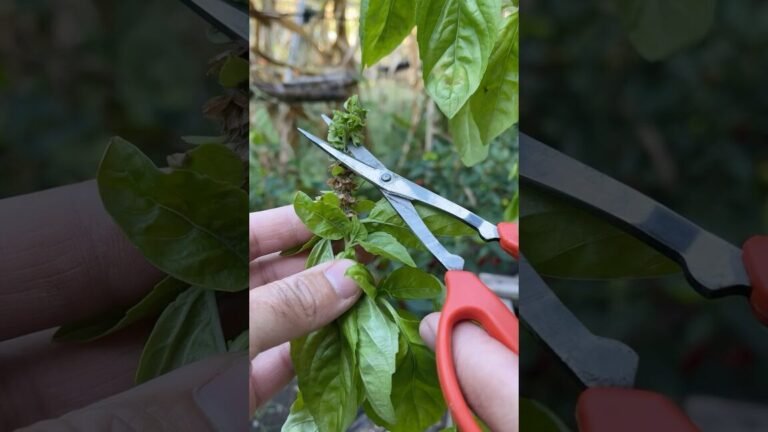 Descubre el secreto para cosechar y conservar el cilantro como un experto