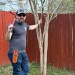 crape myrtles