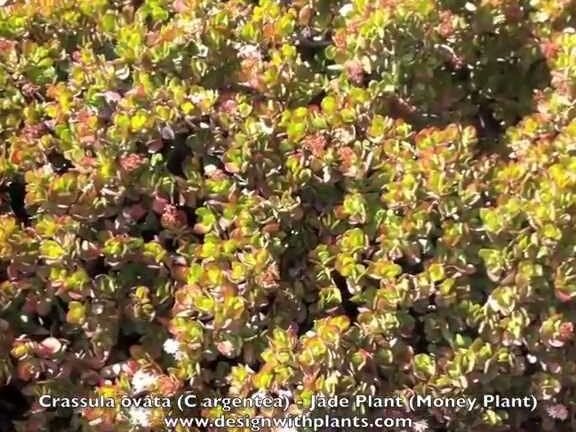 ¡Descubre cómo plantar Crassulas Argenteas y verlas florecer!