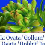 Descubre cómo plantar Crassulas Ovata con variedades Gollum y Hobbit de hojas tubulares y carnosas sobre fondo azul.