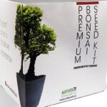 Crea tu propio bonsai de aguacate en casa: guía paso a paso