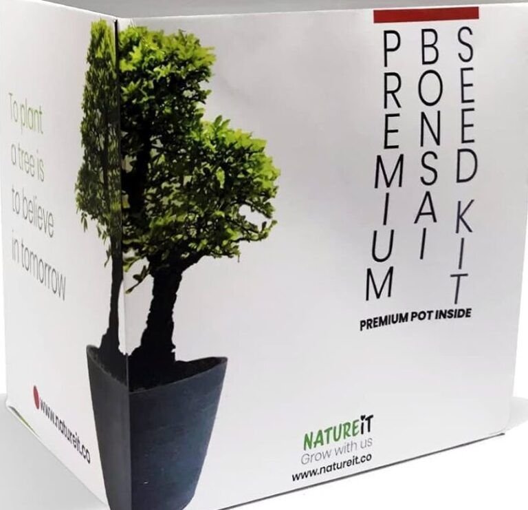 crea tu propio bonsai de aguacate en casa guia paso a paso