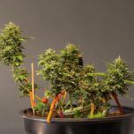 Crea tu propio bonsai de manzana: aprende cómo plantar las semillas