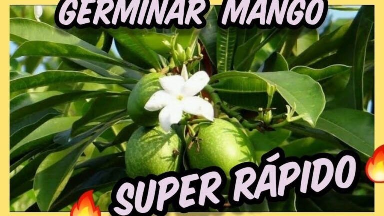 crea tu propio huerto aprende como plantar semillas de mango en casa