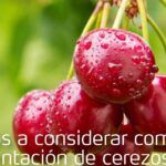 Crea tu propio huerto con un cerezo en casa: Guía paso a paso