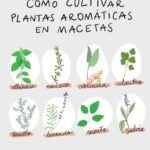 ¡Crea tu propio huerto en casa con estas plantas fáciles!