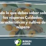 Crea tu propio jardín de arce japonés: aprende cómo plantar semillas