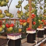 Crea tu propio jardín vertical con lana de roca: guía paso a paso