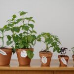 ¡Crea tu propio oasis urbano! Qué plantar en una maceta pequeña