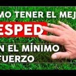 Crea tu propio oasis verde: Siembra césped natural en casa