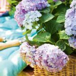 Crea un jardín de ensueño: aprende cómo plantar flores