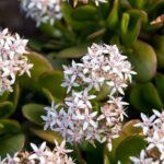 Crea un jardín único en tu relajatetera: Aprende a plantar flores