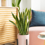 Crea un oasis de aire fresco en casa: Aprende cómo hacer un jardín de plantas purificadoras de aire