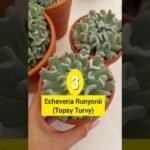 Descubre el secreto de la hidroponía y transforma tu hogar en un jardín productivo sin tierra ¡No te lo pierdas!