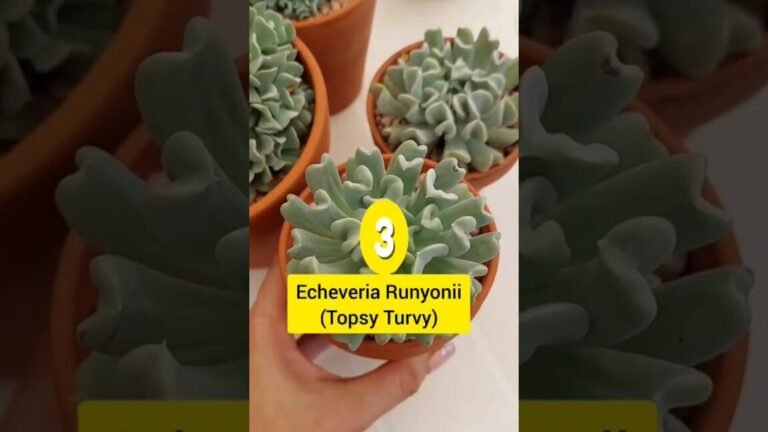 Descubre el secreto de la hidroponía y transforma tu hogar en un jardín productivo sin tierra ¡No te lo pierdas!