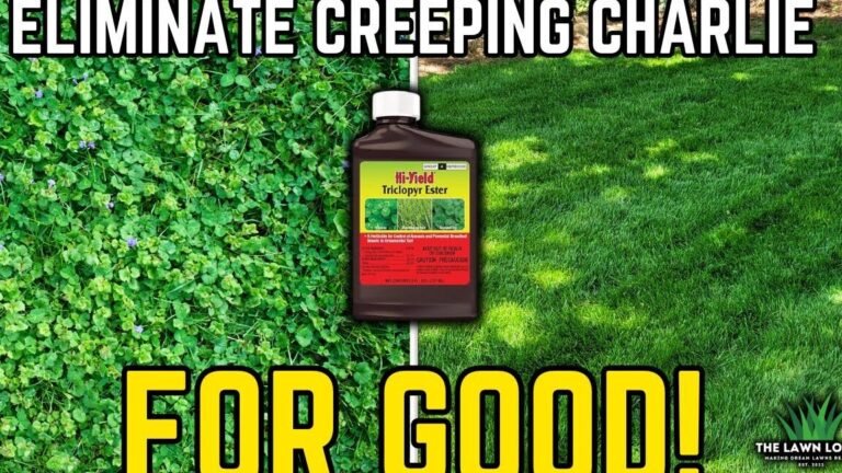 Elimina Creeping Charlie de tu jardín con este truco infalible que nadie te ha contado