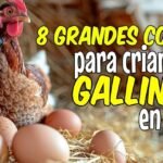 Descubre cómo las gallinas de tu patio pueden transformar tu jardín y ayudar al planeta en 14 sorprendentes maneras