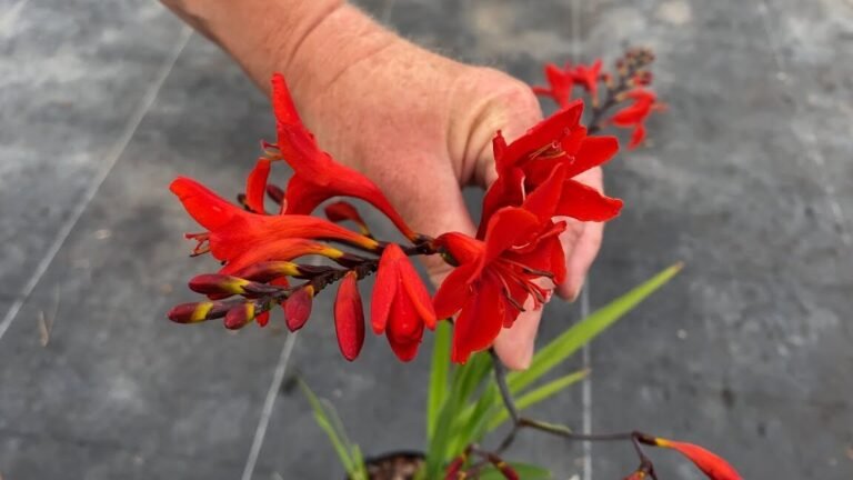 ¡Descubre cómo plantar Crocosmias y darle vida a tu jardín!