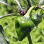 ¡Descubre cuándo plantar pimientos con esta guía experta!