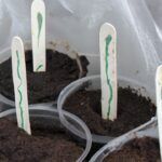 Plantar semillas de tomate: guía completa desde el semillero