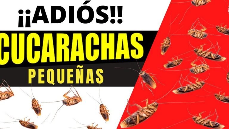 cucarachas chiquitas
