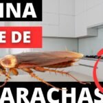 cucarachas cocina