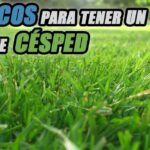 Descubre el secreto para un jardín perfecto en cada temporada: primer plano de césped verde y frondoso.