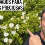 cuidado gardenias