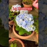 cuidado hortensias