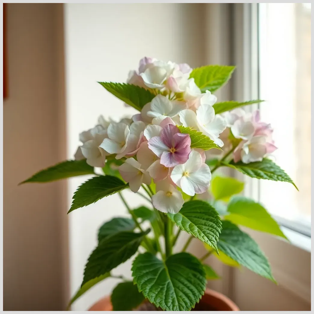 Cuidado hortensias maceta interior: le marchitó un error fatal Plantas cuidado hortensias maceta interior: le marchitó un error fatal