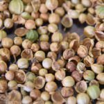 Secretos de las semillas de Culantro para sazonar de forma única