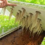 Cultiva 10 plantas aromáticas sin tierra: ¡en agua!