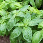 Cultiva albahaca fácilmente con esquejes: guía completa