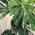 Cultiva anturios en casa: guía práctica para el éxito