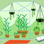 Cultiva apio sin semillas en tu hogar: guía práctica