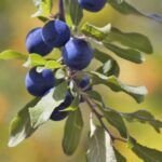 Cultiva arándanos rojos en casa: guía completa y fácil