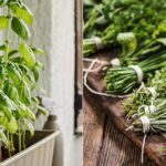 ¡Cultiva aromas frescos en tu balcón con nuestras hierbas!